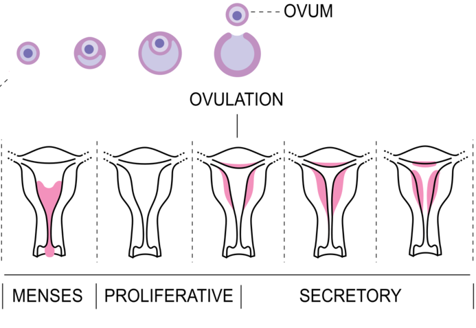 Endometre-cycle