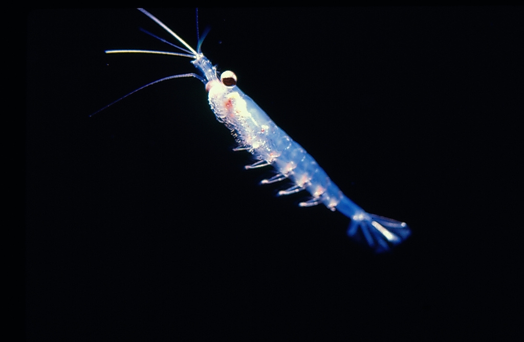 Huile de krill: excellent complément en oméga 3