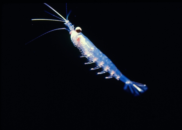 Huile de krill: excellent complément en oméga 3