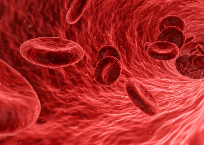 Anémie: globules rouges et transport de l'oxygène