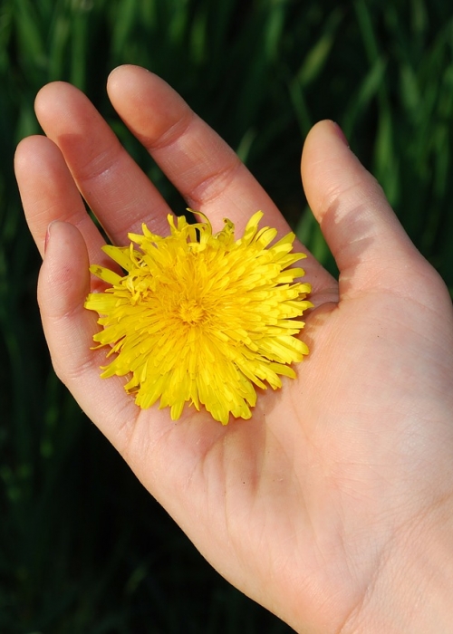 Naturopathie et troubles de la fertilité