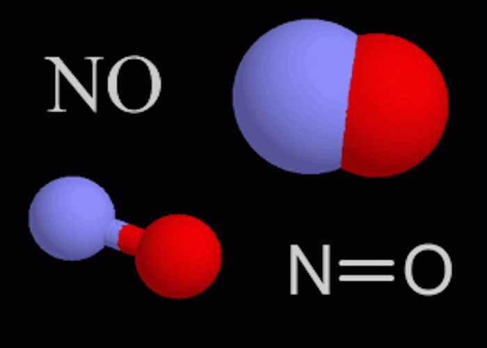 Oxyde Nitrique et fertilité