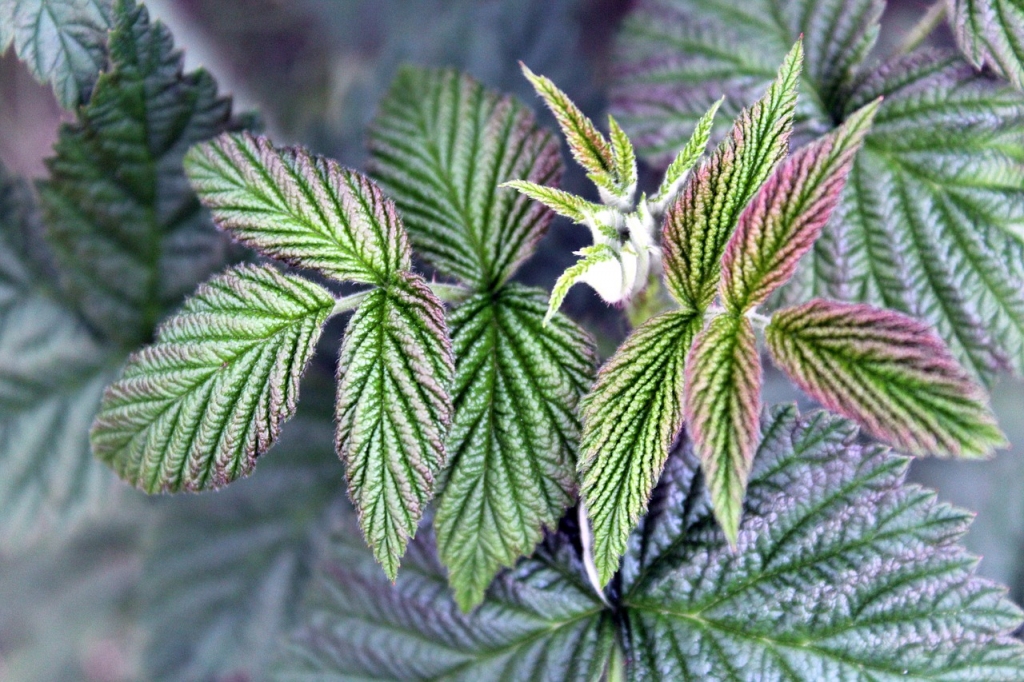 Feuilles de framboisier