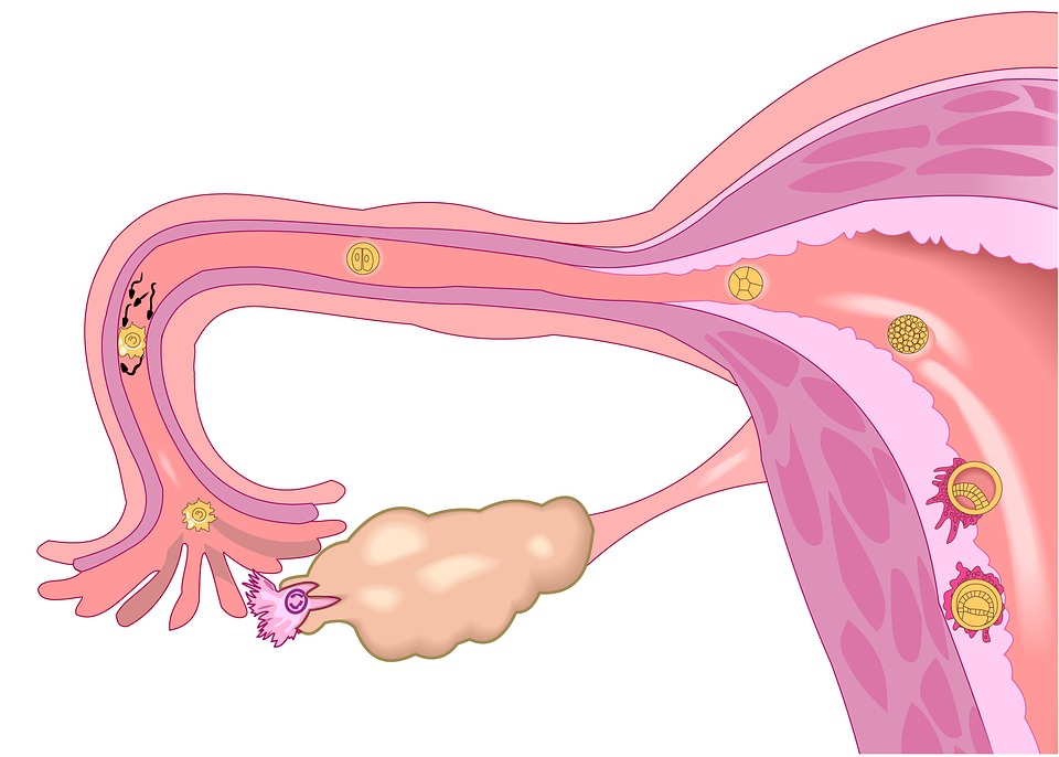 Nettoyage utérin pour optimiser l'implantation – Maman Nature