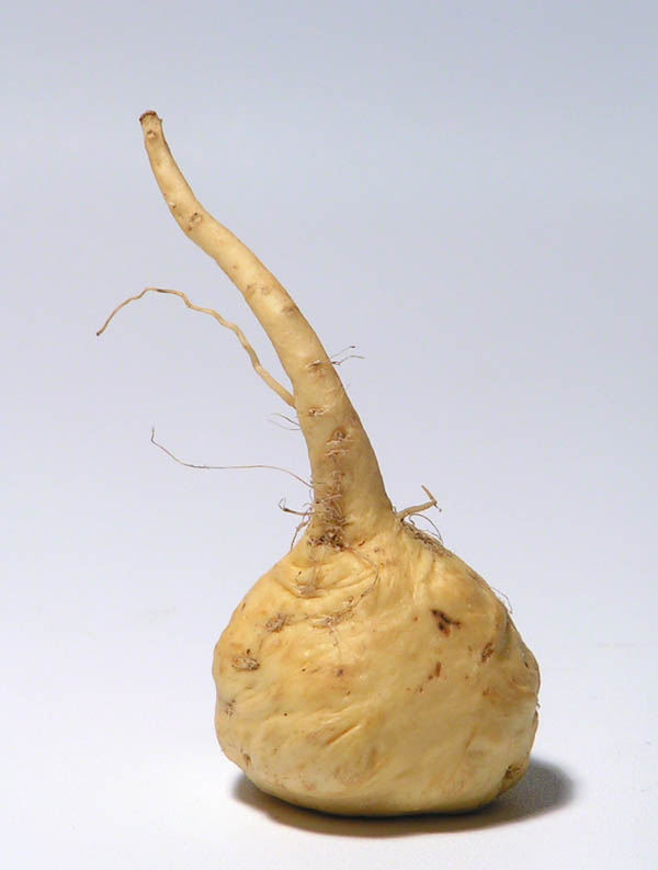 Maca